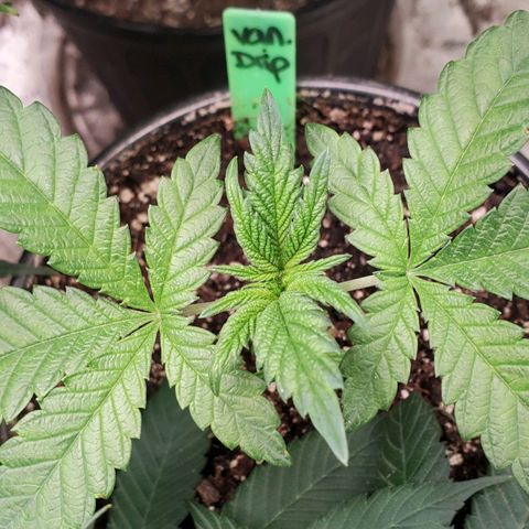 Vanilla Drip 1🍦 [6/24] growlog timeline photo