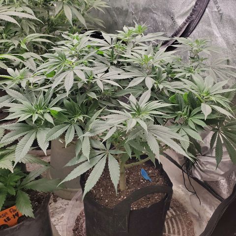 Dragon Mints 4💥 [4/29] growlog timeline photo