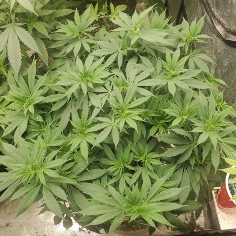 Dragon Mints 4💥 [4/29] growlog timeline photo