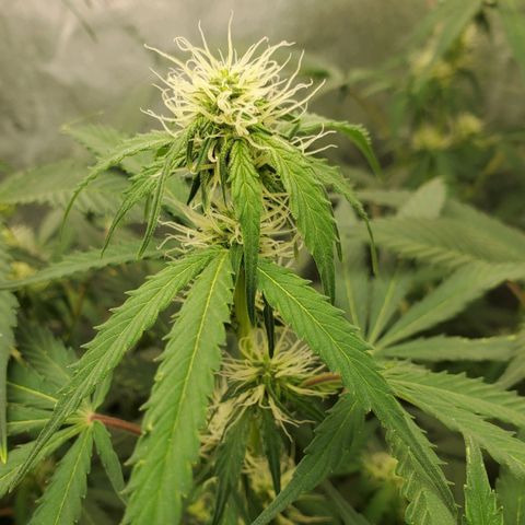 Wedding Cake Auto 1 [3/4] growlog timeline photo