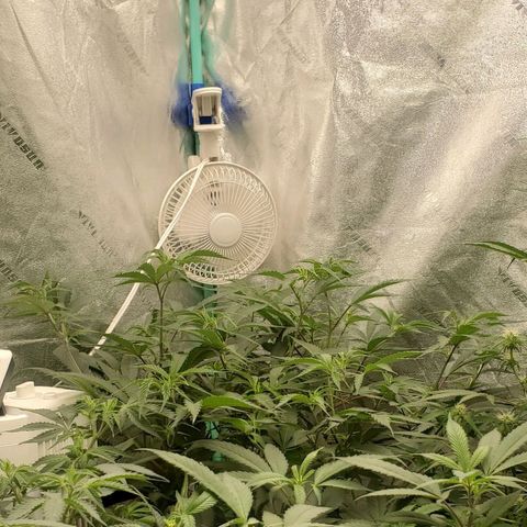 Scooby Snacks 1i 🐕 [4/15] growlog timeline photo