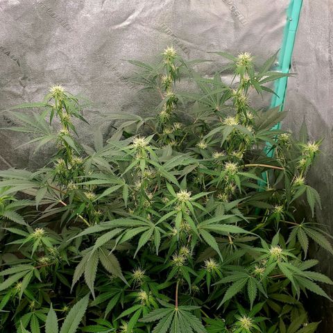 Wedding Cake Auto 1 [3/4] growlog timeline photo