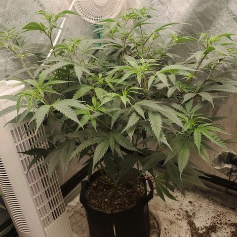 Scooby Snacks 1i 🐕 [4/15] growlog timeline photo