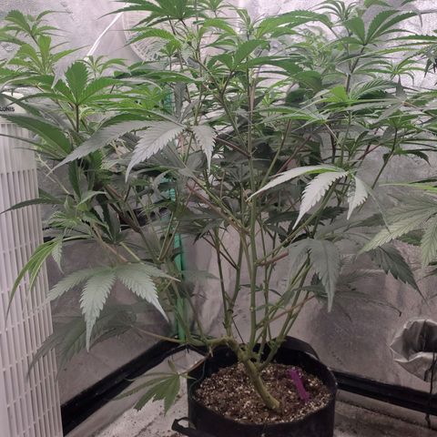Scooby Snacks 1i 🐕 [4/15] growlog timeline photo