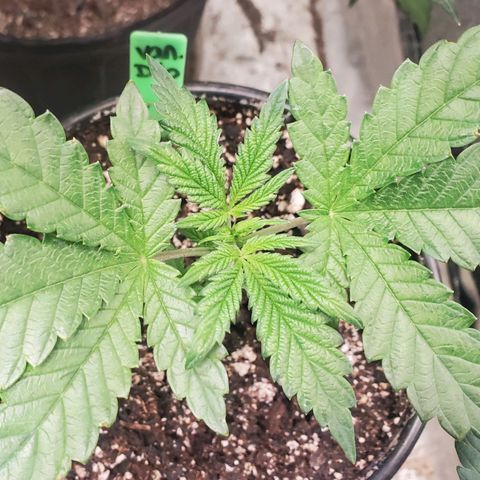 Vanilla Drip 1🍦 [6/24] growlog timeline photo