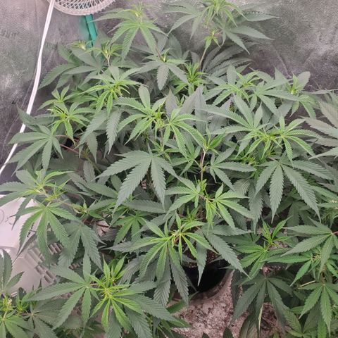Scooby Snacks 1i 🐕 [4/15] growlog timeline photo
