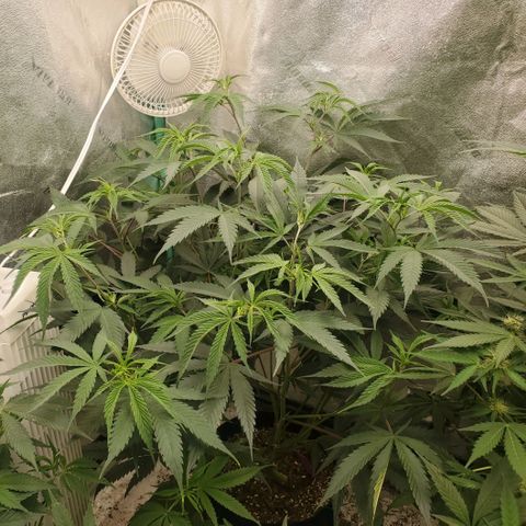 Scooby Snacks 1i 🐕 [4/15] growlog timeline photo