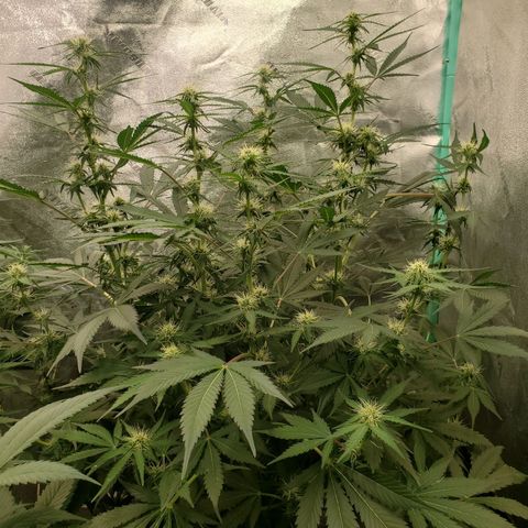 Wedding Cake Auto 1 [3/4] growlog timeline photo