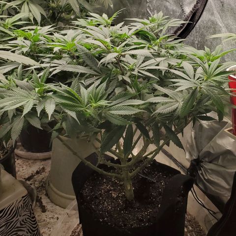 Dragon Mints 4💥 [4/29] growlog timeline photo