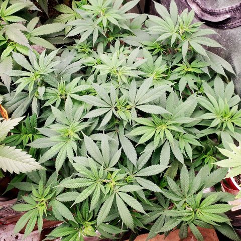 Dragon Mints 4💥 [4/29] growlog timeline photo