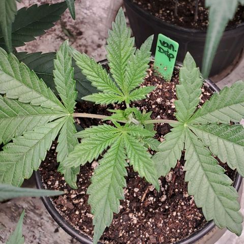 Vanilla Drip 1🍦 [6/24] growlog timeline photo