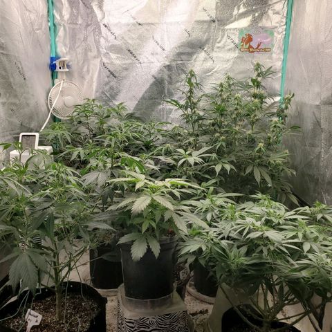 Dragon Mints 4💥 [4/29] growlog timeline photo