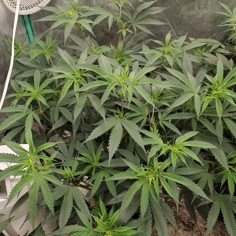 Scooby Snacks 1i 🐕 [4/15] growlog timeline photo