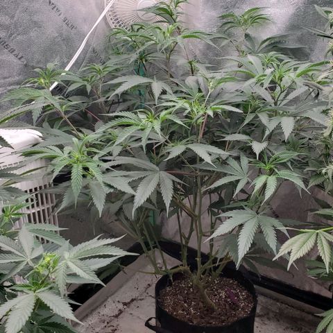 Scooby Snacks 1i 🐕 [4/15] growlog timeline photo