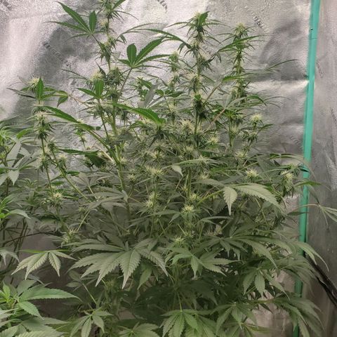 Wedding Cake Auto 1 [3/4] growlog timeline photo