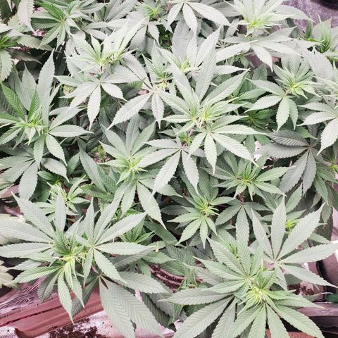 Dragon Mints 4💥 [4/29] growlog timeline photo