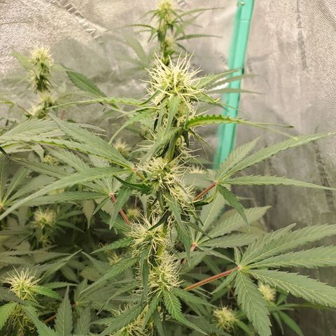 Wedding Cake Auto 1 [3/4] growlog timeline photo