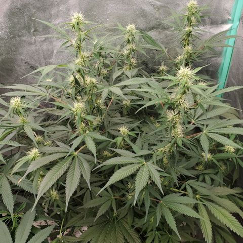 Wedding Cake Auto 1 [3/4] growlog timeline photo