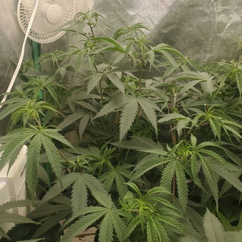 Scooby Snacks 1i 🐕 [4/15] growlog timeline photo