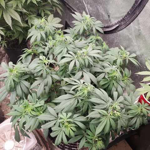 Dragon Mints 4💥 [4/29] growlog timeline photo
