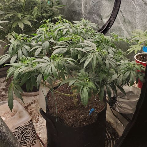 Dragon Mints 4💥 [4/29] growlog timeline photo