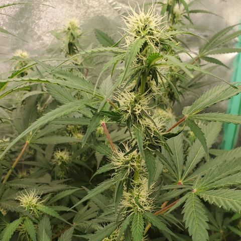 Wedding Cake Auto 1 [3/4] growlog timeline photo