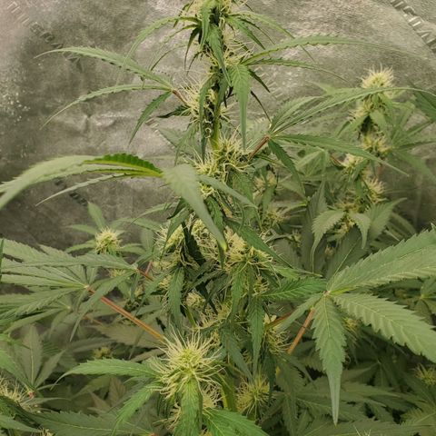 Wedding Cake Auto 1 [3/4] growlog timeline photo