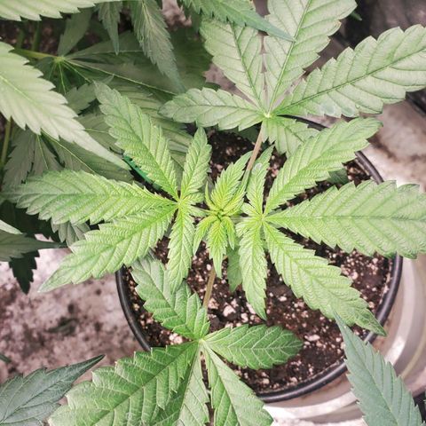 Vanilla Drip 1🍦 [6/24] growlog timeline photo