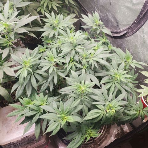 Dragon Mints 4💥 [4/29] growlog timeline photo