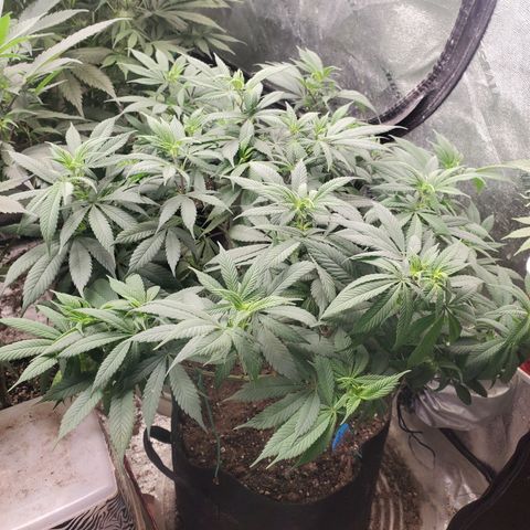 Dragon Mints 4💥 [4/29] growlog timeline photo