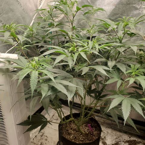 Scooby Snacks 1i 🐕 [4/15] growlog timeline photo