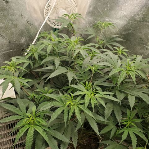 Scooby Snacks 1i 🐕 [4/15] growlog timeline photo
