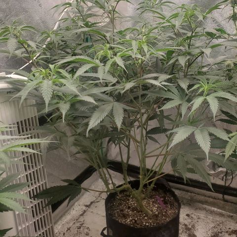 Scooby Snacks 1i 🐕 [4/15] growlog timeline photo