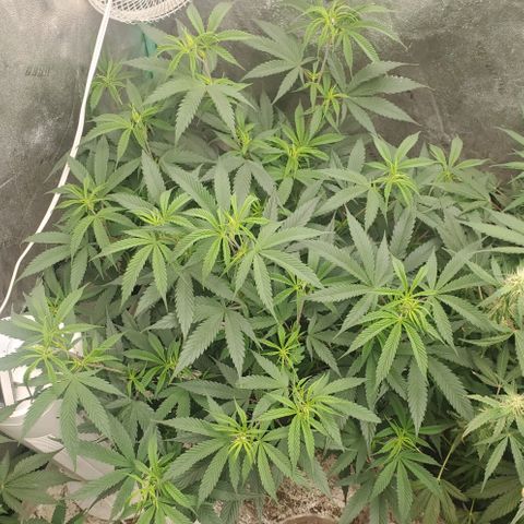 Scooby Snacks 1i 🐕 [4/15] growlog timeline photo