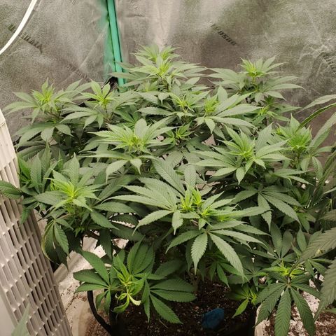 Dragon Mints 4💥 [4/29] growlog timeline photo