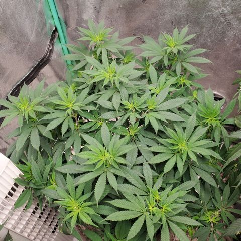 Dragon Mints 4💥 [4/29] growlog timeline photo
