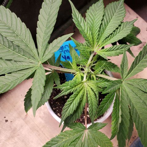 Vanilla Drip 1🍦 [6/24] growlog photo: Before and after Fimming.