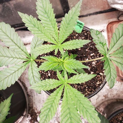 Vanilla Drip 1🍦 [6/24] growlog photo: Before and after Fimming.