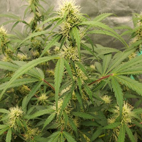 Wedding Cake Auto 1 [3/4] growlog timeline photo