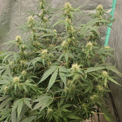 Wedding Cake Auto 1 [3/4] growlog timeline photo