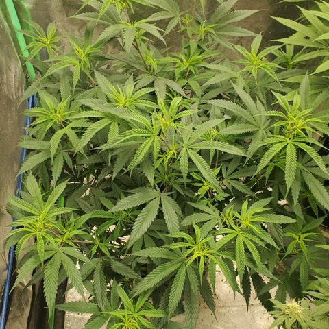 Scooby Snacks 1i 🐕 [4/15] growlog timeline photo