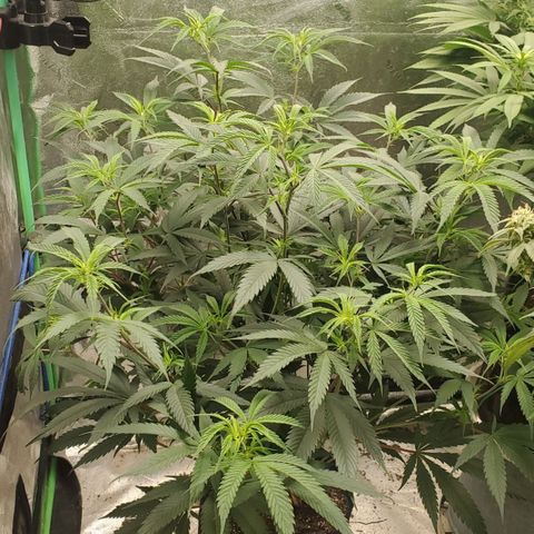 Scooby Snacks 1i 🐕 [4/15] growlog timeline photo