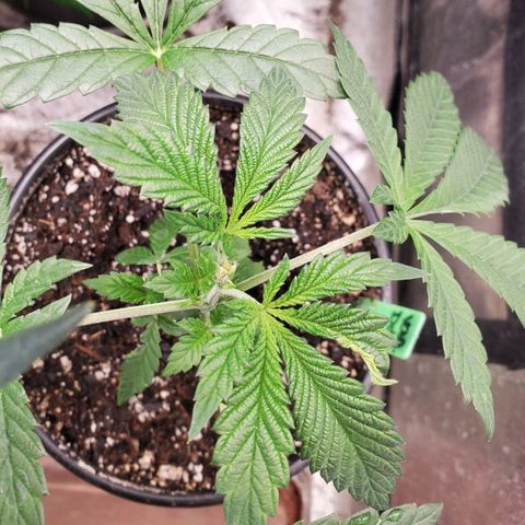 Vanilla Drip 1🍦 [6/24] growlog timeline photo