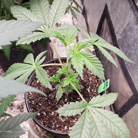 Vanilla Drip 1🍦 [6/24] growlog timeline photo