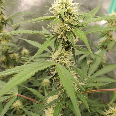 Wedding Cake Auto 1 [3/4] growlog timeline photo
