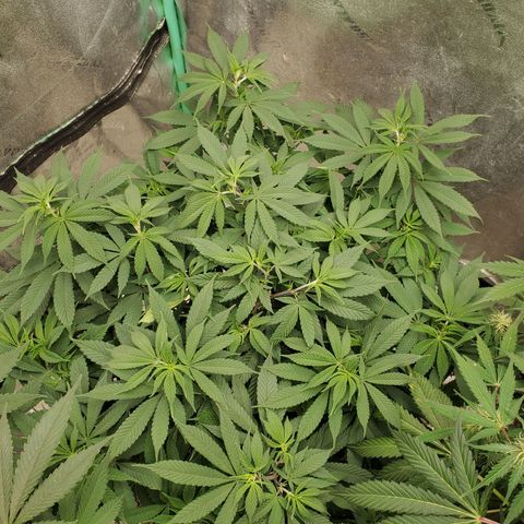 Dragon Mints 4💥 [4/29] growlog timeline photo