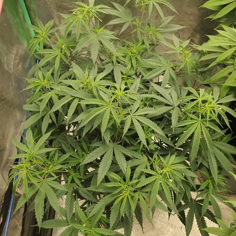 Scooby Snacks 1i 🐕 [4/15] growlog timeline photo