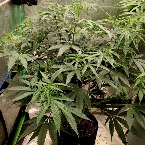 Scooby Snacks 1i 🐕 [4/15] growlog timeline photo