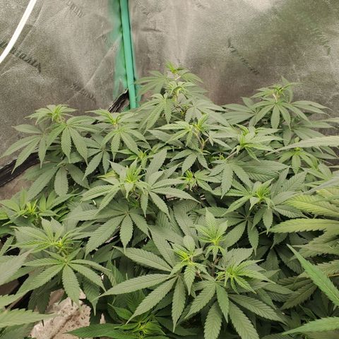 Dragon Mints 4💥 [4/29] growlog timeline photo