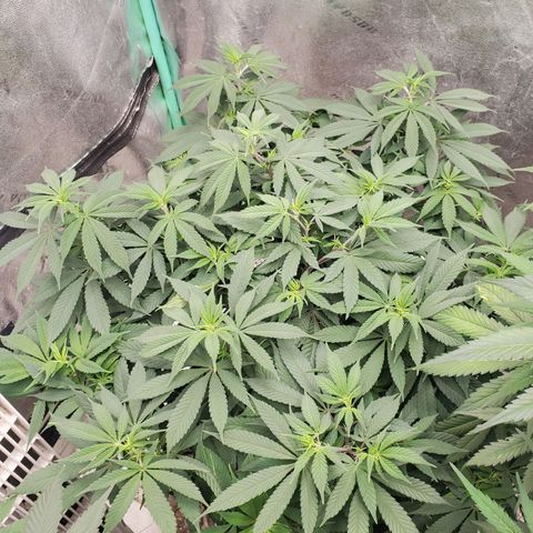 Dragon Mints 4💥 [4/29] growlog timeline photo